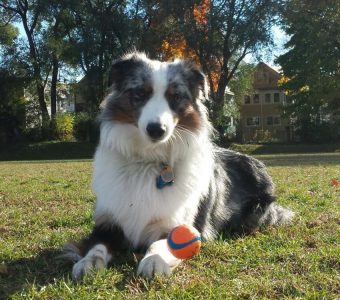 Australian Shepherd