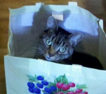 Cat in a pretty bag