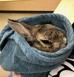 Rabbit in blue towel