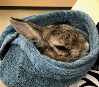 Rabbit in blue towel